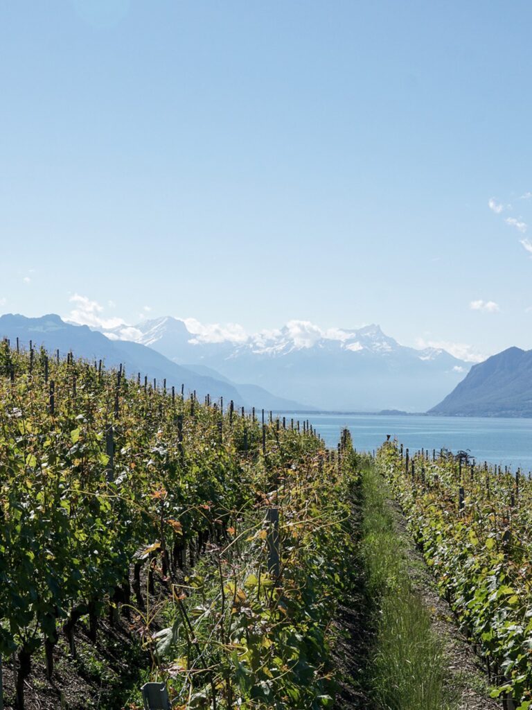 Léman degustation